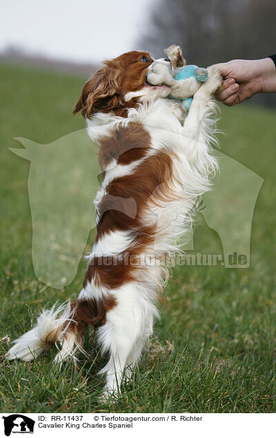 Cavalier King Charles Spaniel / Cavalier King Charles Spaniel / RR-11437