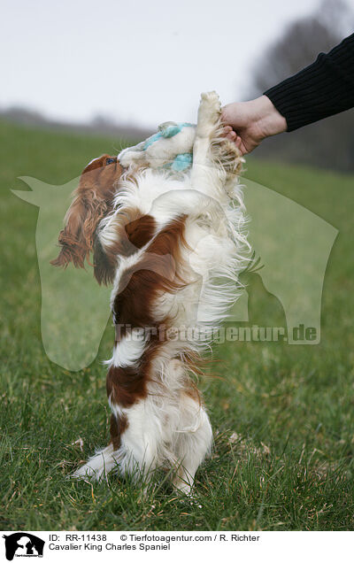 Cavalier King Charles Spaniel / Cavalier King Charles Spaniel / RR-11438