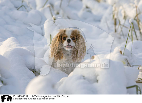 Cavalier King Chalres Spaniel in snow / KF-01312