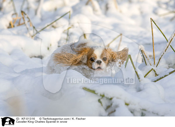 Cavalier King Chalres Spaniel in snow / KF-01316