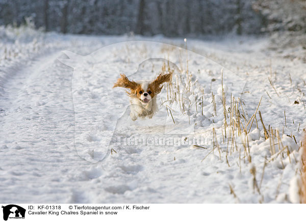 Cavalier King Chalres Spaniel in snow / KF-01318