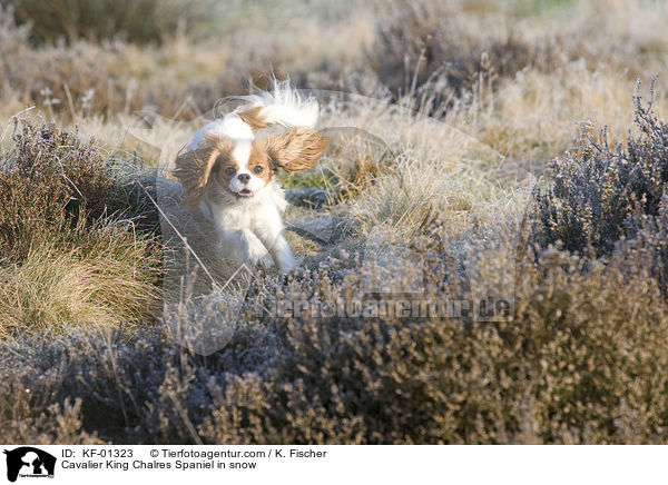 Cavalier King Chalres Spaniel in snow / KF-01323