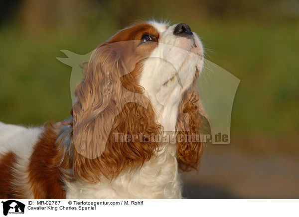 Cavalier King Charles Spaniel / MR-02767