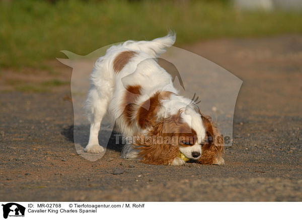 Cavalier King Charles Spaniel / MR-02768