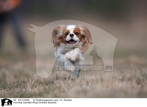 running Cavalier King Charles Spaniel / KF-01689