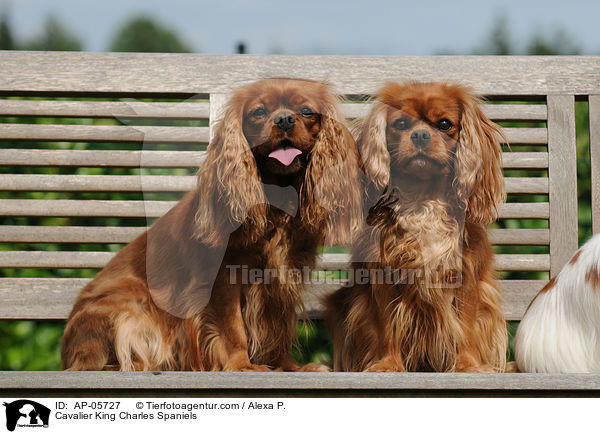 Cavalier King Charles Spaniels / AP-05727