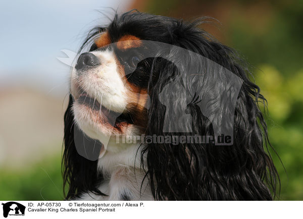 Cavalier King Charles Spaniel Portrait / AP-05730