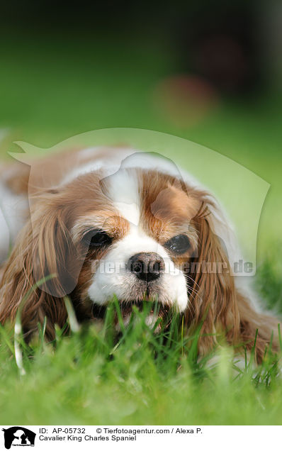 Cavalier King Charles Spaniel / AP-05732
