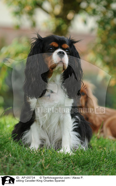 sitting Cavalier King Charles Spaniel / AP-05734
