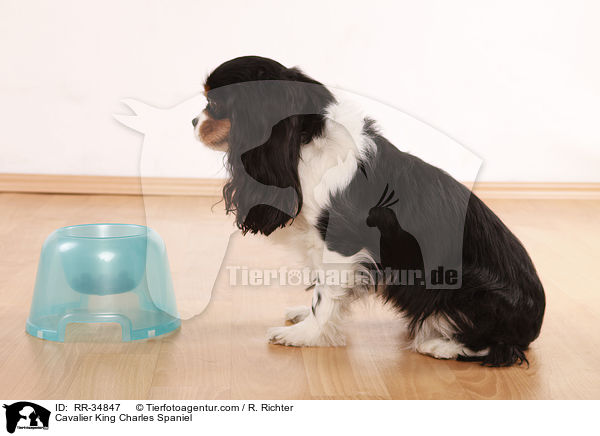 Cavalier King Charles Spaniel / Cavalier King Charles Spaniel / RR-34847