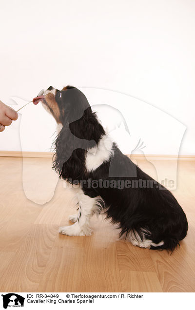 Cavalier King Charles Spaniel / RR-34849