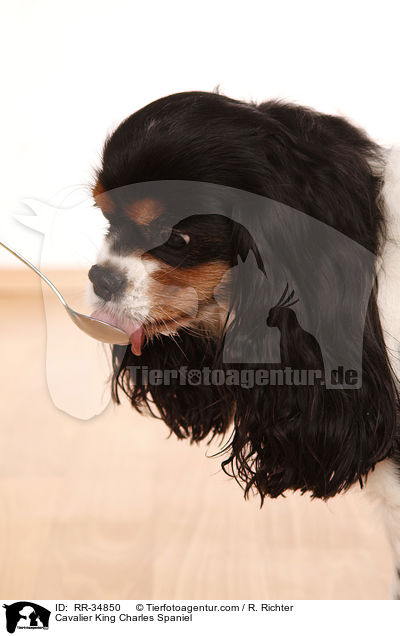 Cavalier King Charles Spaniel / RR-34850
