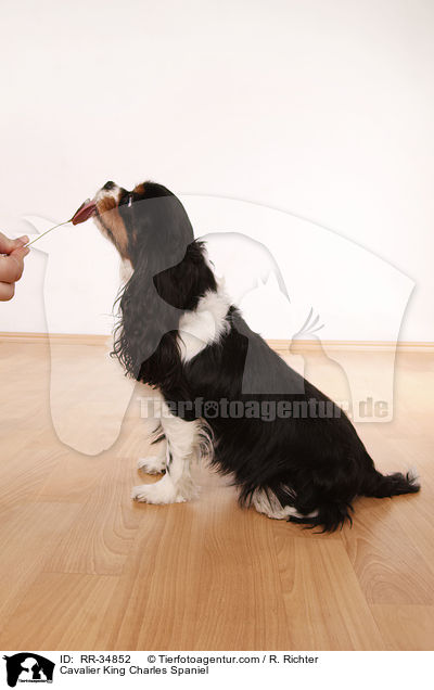 Cavalier King Charles Spaniel / RR-34852