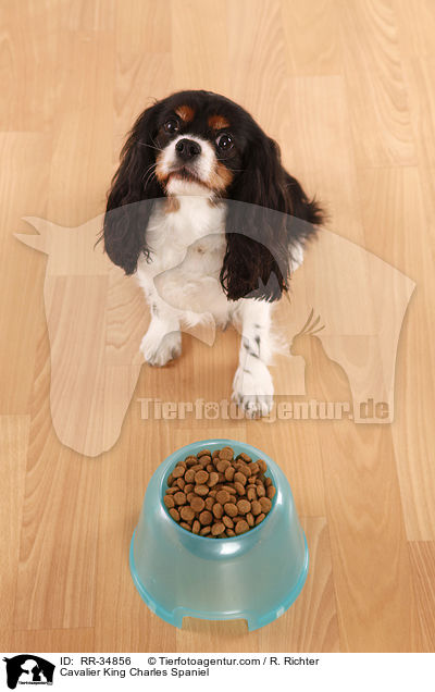 Cavalier King Charles Spaniel / Cavalier King Charles Spaniel / RR-34856