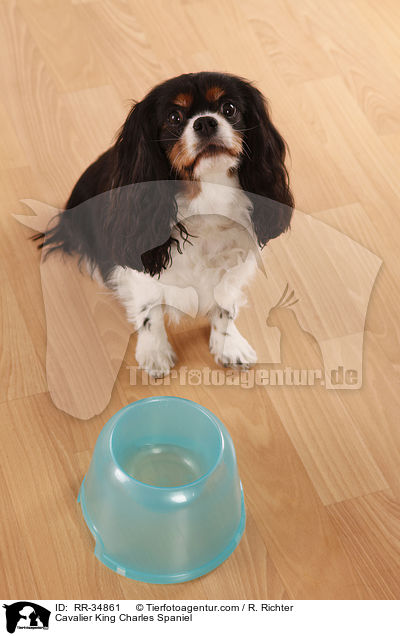 Cavalier King Charles Spaniel / Cavalier King Charles Spaniel / RR-34861