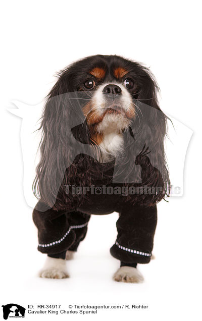 Cavalier King Charles Spaniel / Cavalier King Charles Spaniel / RR-34917