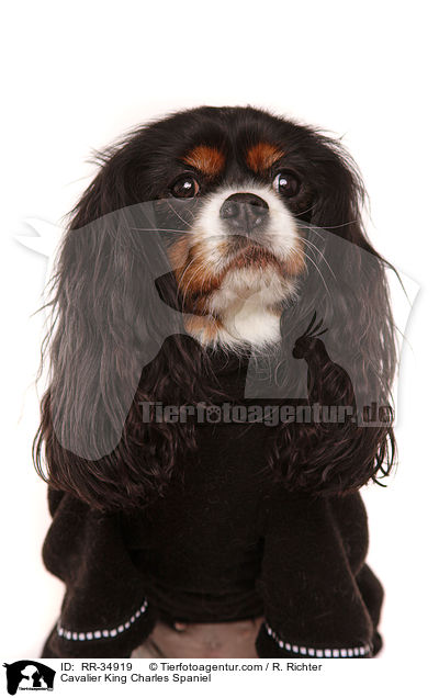 Cavalier King Charles Spaniel / Cavalier King Charles Spaniel / RR-34919
