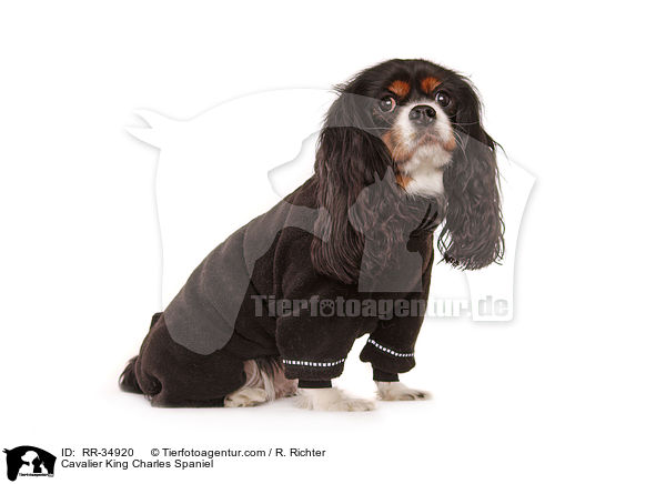 Cavalier King Charles Spaniel / Cavalier King Charles Spaniel / RR-34920