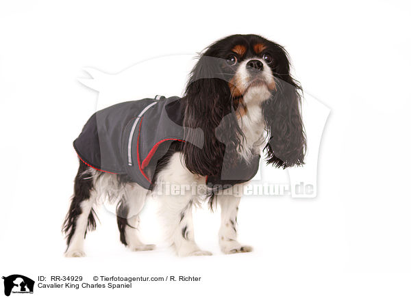 Cavalier King Charles Spaniel / Cavalier King Charles Spaniel / RR-34929