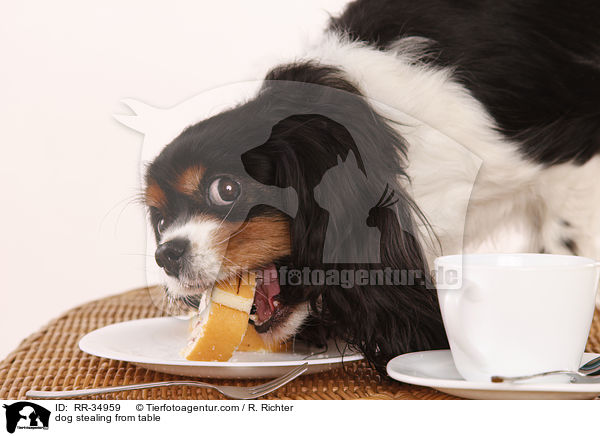 dog stealing from table / RR-34959