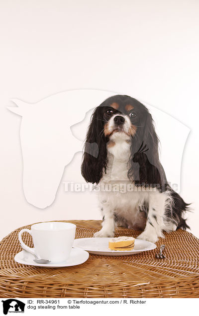 dog stealing from table / RR-34961