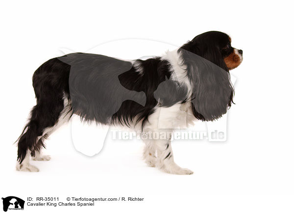 Cavalier King Charles Spaniel / RR-35011
