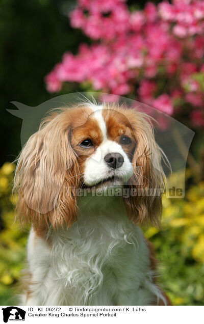 Cavalier King Charles Spaniel Portrait / Cavalier King Charles Spaniel Portrait / KL-06272