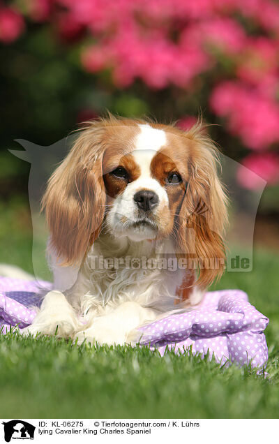 liegender Cavalier King Charles Spaniel / lying Cavalier King Charles Spaniel / KL-06275