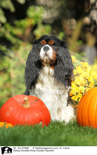 sitting Cavalier King Charles Spaniel / KL-07880