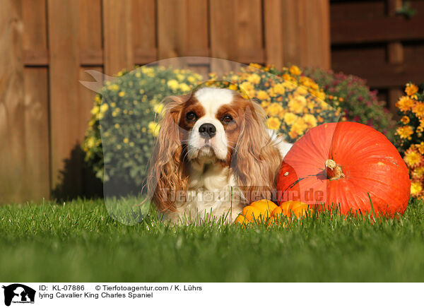 lying Cavalier King Charles Spaniel / KL-07886