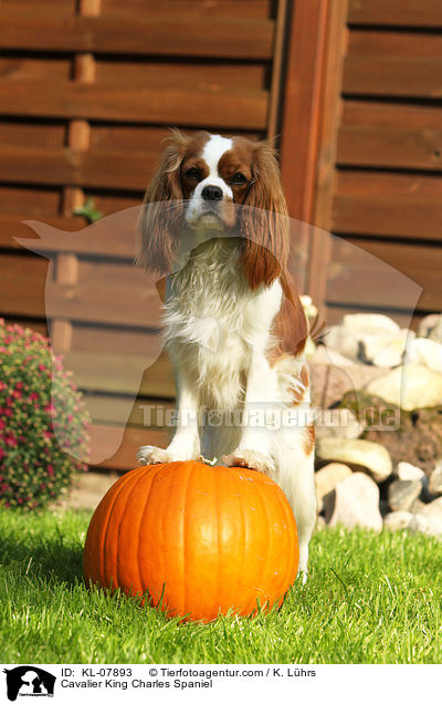 Cavalier King Charles Spaniel / KL-07893