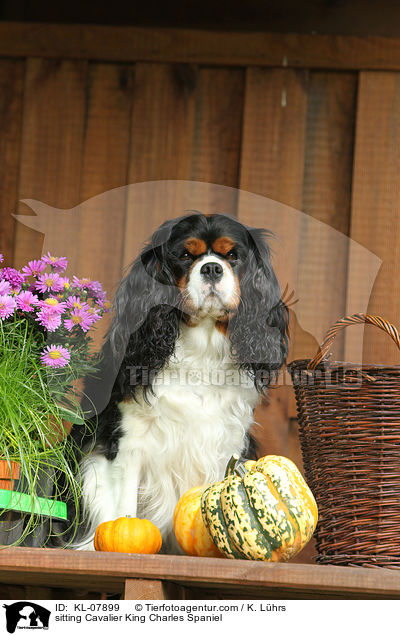 sitting Cavalier King Charles Spaniel / KL-07899