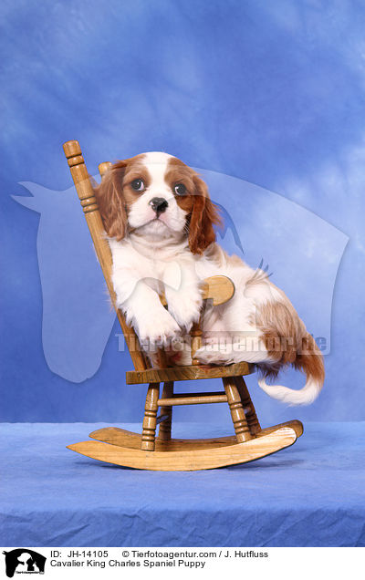 Cavalier King Charles Spaniel Puppy / JH-14105