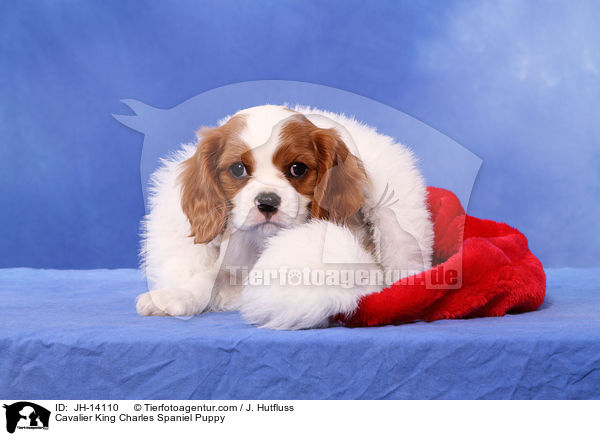 Cavalier King Charles Spaniel Welpe / Cavalier King Charles Spaniel Puppy / JH-14110