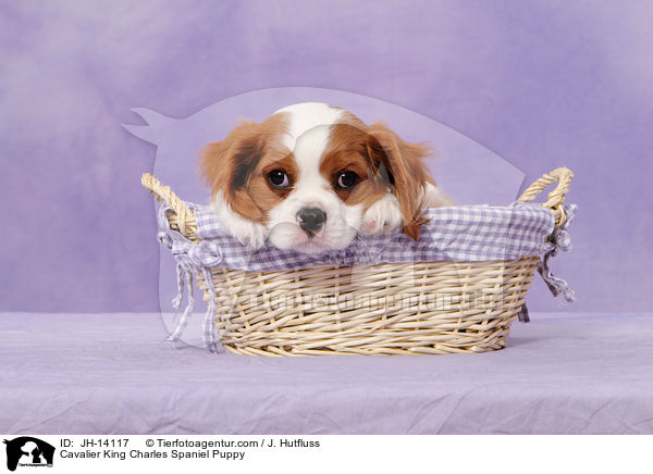 Cavalier King Charles Spaniel Puppy / JH-14117