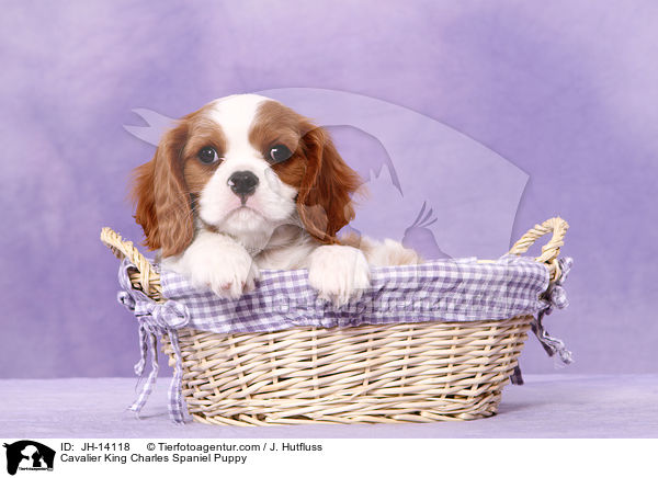 Cavalier King Charles Spaniel Puppy / JH-14118