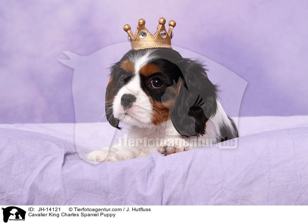 Cavalier King Charles Spaniel Puppy / JH-14121