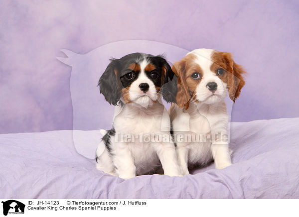 Cavalier King Charles Spaniel Puppies / JH-14123