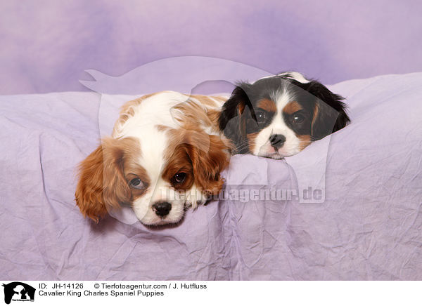 Cavalier King Charles Spaniel Puppies / JH-14126