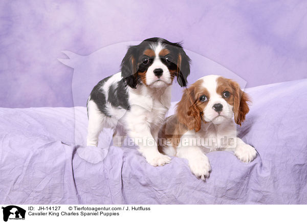 Cavalier King Charles Spaniel Puppies / JH-14127