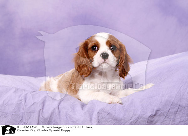 Cavalier King Charles Spaniel Puppy / JH-14128