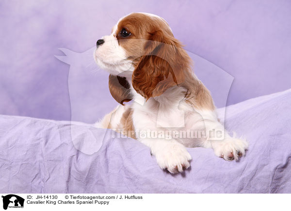 Cavalier King Charles Spaniel Puppy / JH-14130