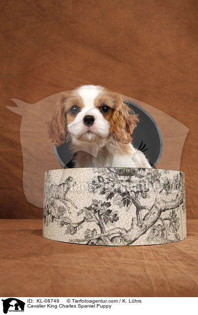 Cavalier King Charles Spaniel Puppy / KL-08749