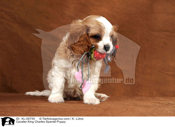 Cavalier King Charles Spaniel Puppy / KL-08750