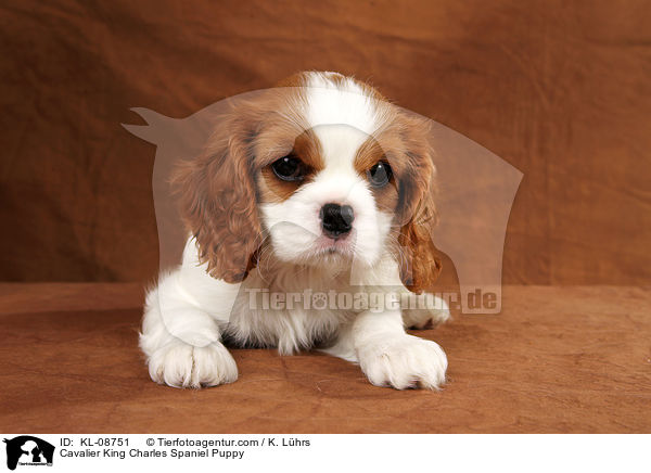 Cavalier King Charles Spaniel Puppy / KL-08751