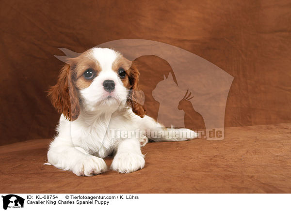 Cavalier King Charles Spaniel Puppy / KL-08754