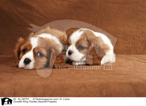Cavalier King Charles Spaniel Puppies / KL-08757