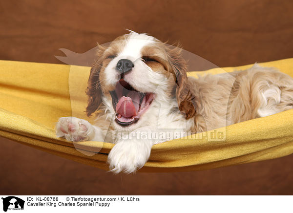 Cavalier King Charles Spaniel Puppy / KL-08768