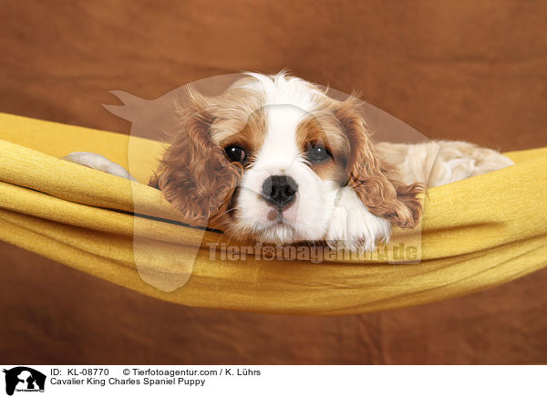 Cavalier King Charles Spaniel Puppy / KL-08770