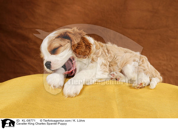 Cavalier King Charles Spaniel Puppy / KL-08771